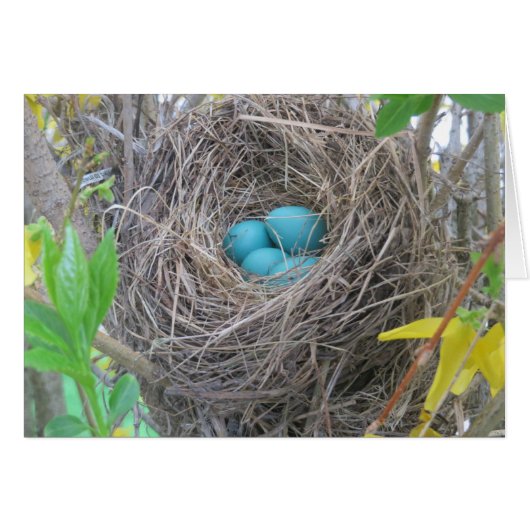 Bird Nest Cards (Front Horizontal)