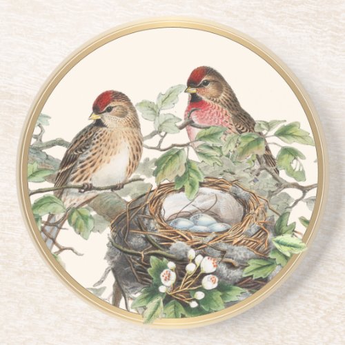 Bird Nest Redpoll Spring Nature Vintage Gold Frame Coaster