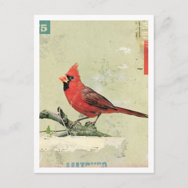 Bird No.6 Postcard (Front)