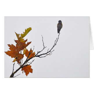 Bird of Autumn Cards