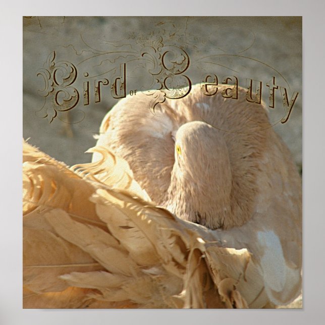 Bird of Beauty the Fantail Pigeon Poster (Front)