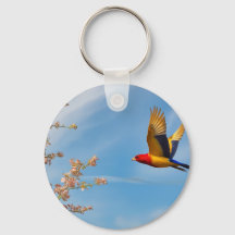 Bird of colors in nature's lap