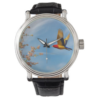 Bird of colors in nature's lap watch