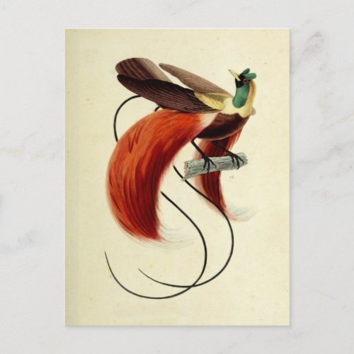 Bird of Paradise Bird Illustration Vintage Postcard