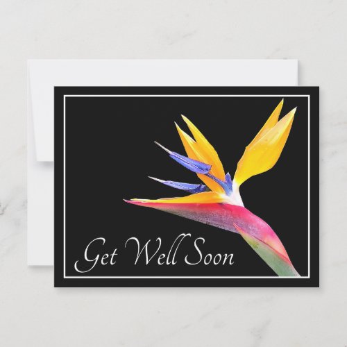 Bird Of Paradise Black Background Get Well Postcard