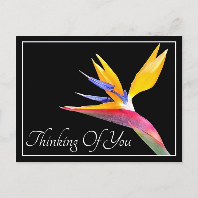 Bird Of Paradise Black Background Thinking Of You Postcard (Front)