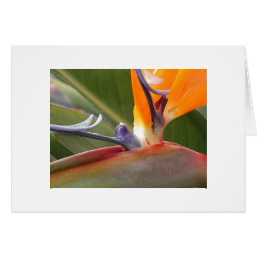 "Bird of Paradise Blossom" Cards (Front Horizontal)
