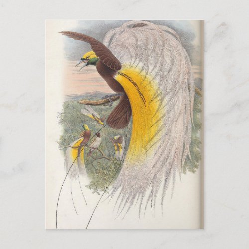 Bird of Paradise by John Gould Bird Illustration Postcard