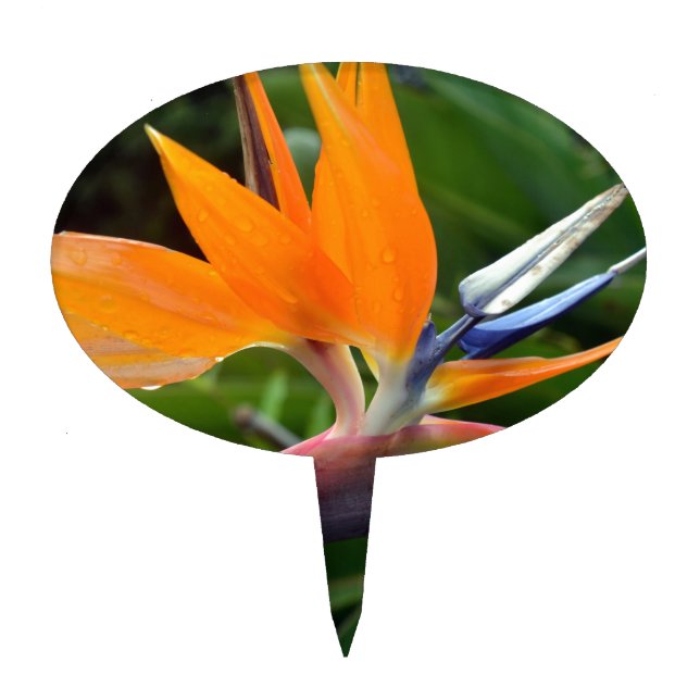 Bird Of Paradise Cake Topper (Front)