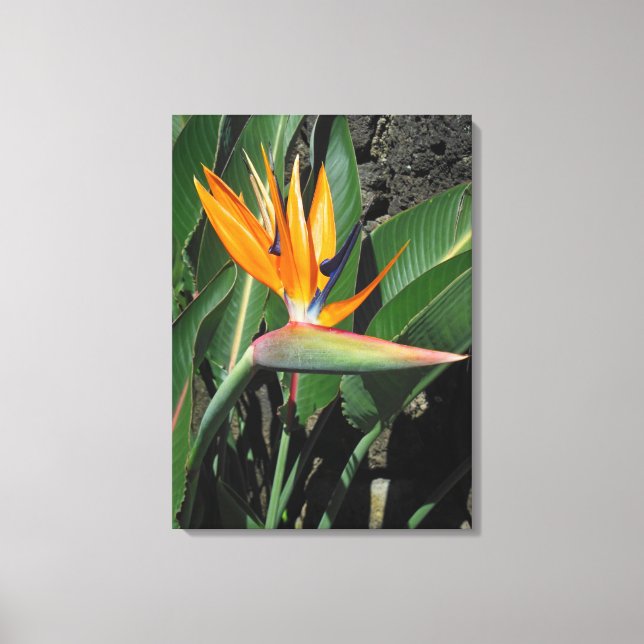 Bird of Paradise Canvas Print (Front)