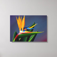 Bird of Paradise Canvas Print