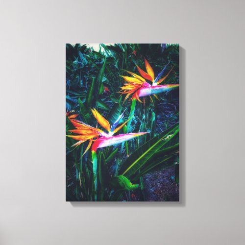 Bird of paradise canvas print
