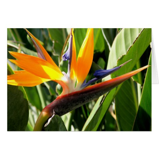 Bird of Paradise Cards (Front Horizontal)