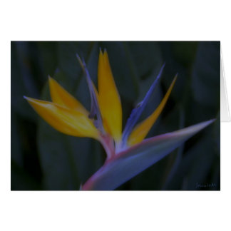 Bird of Paradise Cards