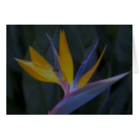 Bird of Paradise Cards (Front Horizontal)