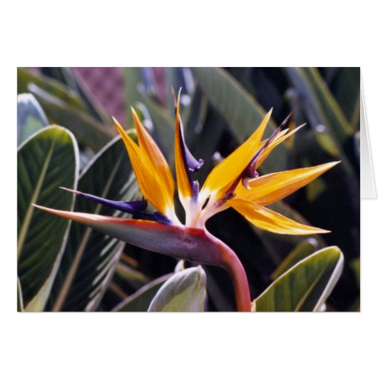 Bird of Paradise Cards (Front Horizontal)