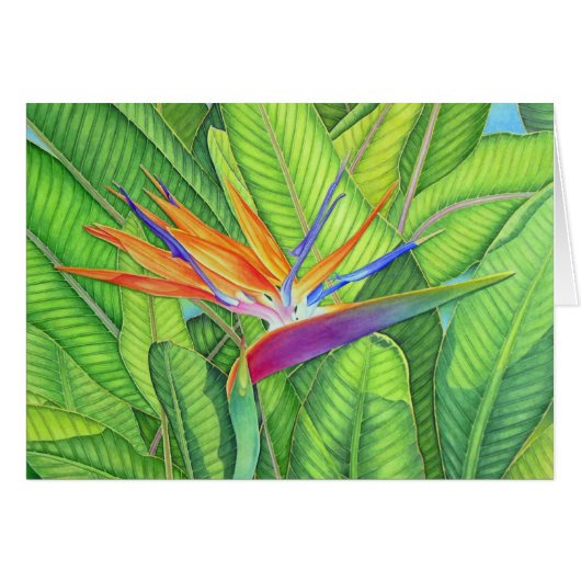 Bird of Paradise Cards (Front Horizontal)