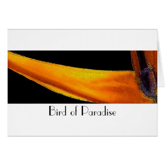 Bird of Paradise Cards