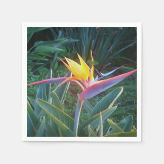 *Bird of Paradise* Cocktail Napkins