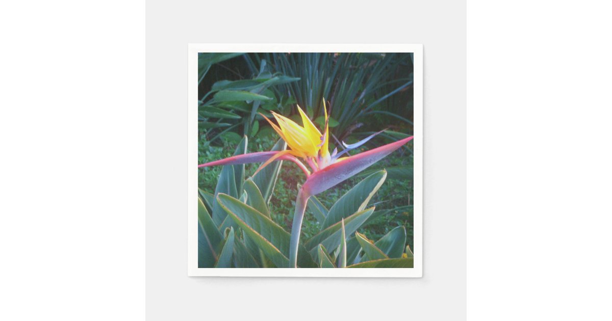 *Bird of Paradise* Cocktail Napkins | Zazzle.com