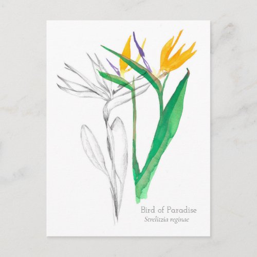 Bird of Paradise Crane Flower Botanical Drawing Postcard