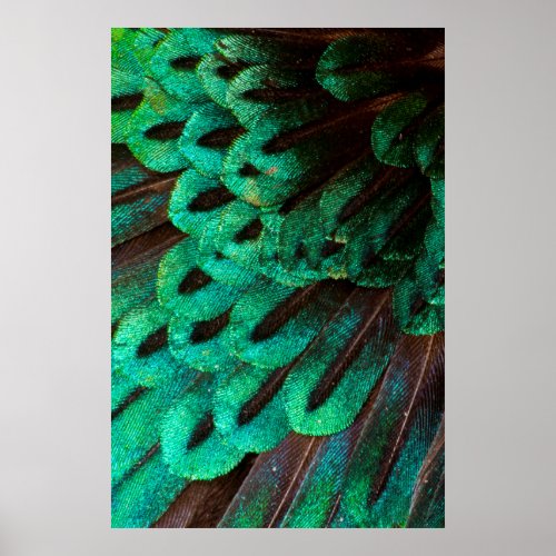 Bird of Paradise feather close_up Poster