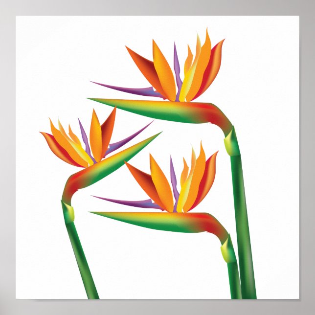 Bird of Paradise Floral Wall Print Art (Front)