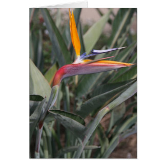 Bird of Paradise Flower
