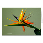 Bird of Paradise Flower (Front Horizontal)