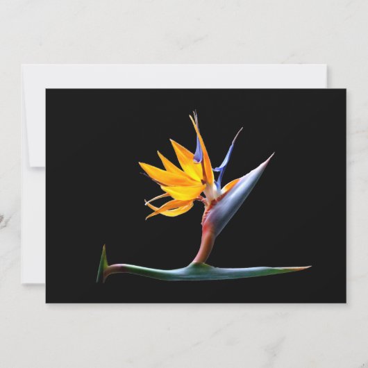 Bird of Paradise Flower (Front)
