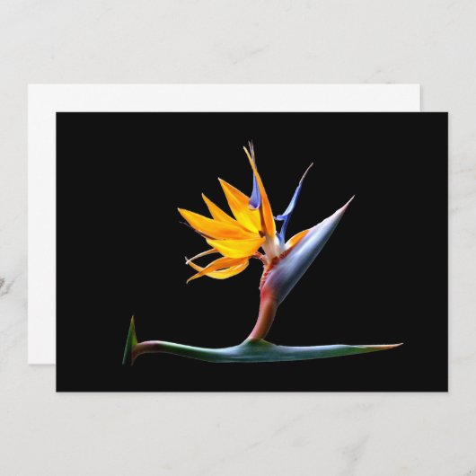 Bird of Paradise Flower (Front/Back)