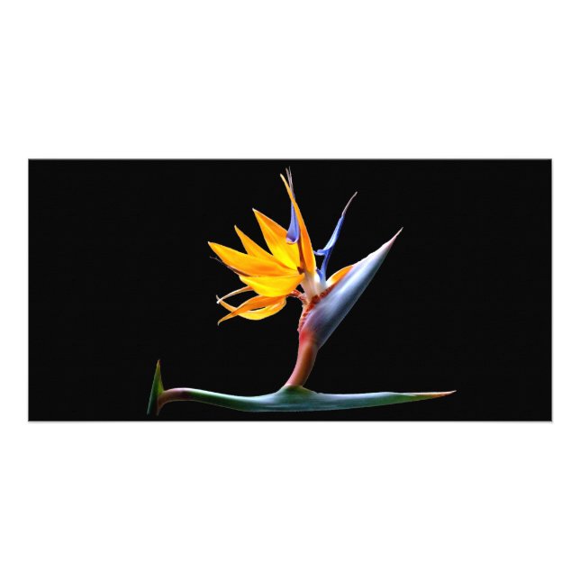 Bird of Paradise Flower Card (Front)