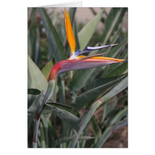 Bird of Paradise Flower Cards (Front)