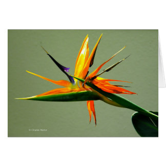 Bird of Paradise Flower Cards