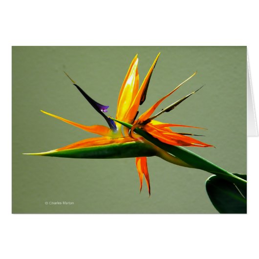 Bird of Paradise Flower Cards (Front Horizontal)