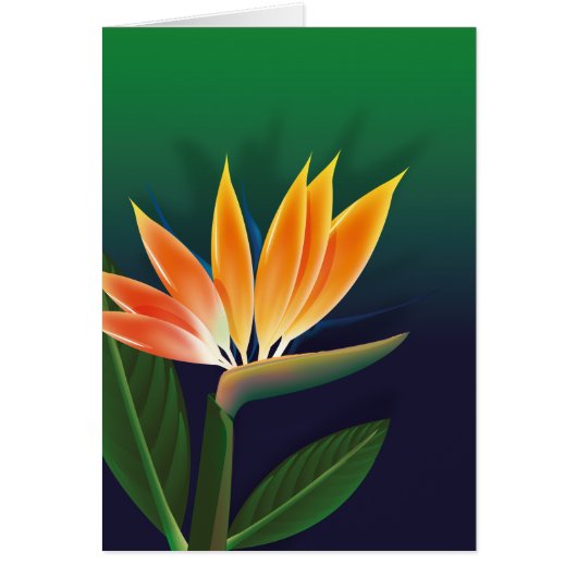 Bird of paradise flower cards (Front)