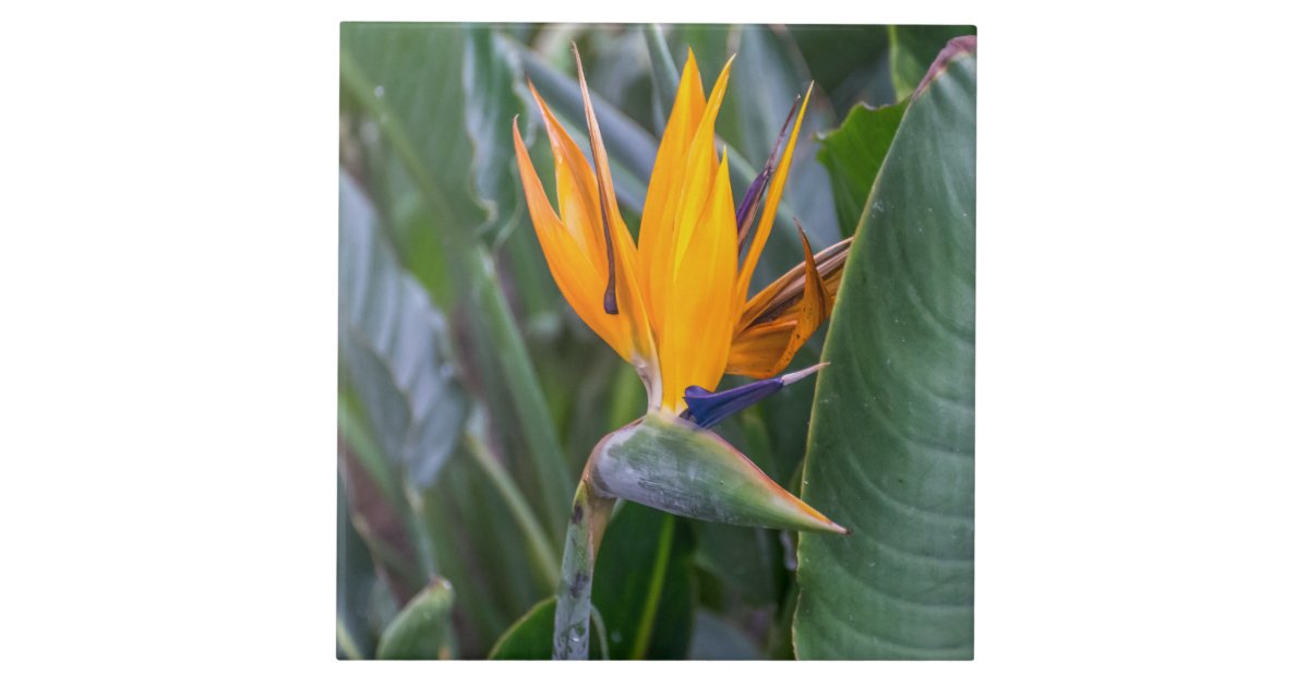 Bird of Paradise flower ceramic tile | Zazzle