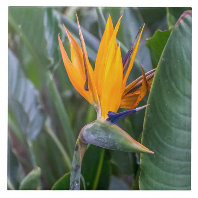 Bird of Paradise flower ceramic tile | Zazzle
