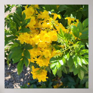 Bird of Paradise Flower Photo Poster