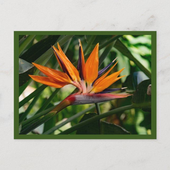 Bird of paradise flower  postcard (Front)