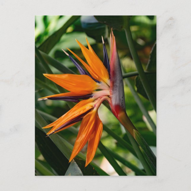 Bird of paradise flower.  postcard (Front)