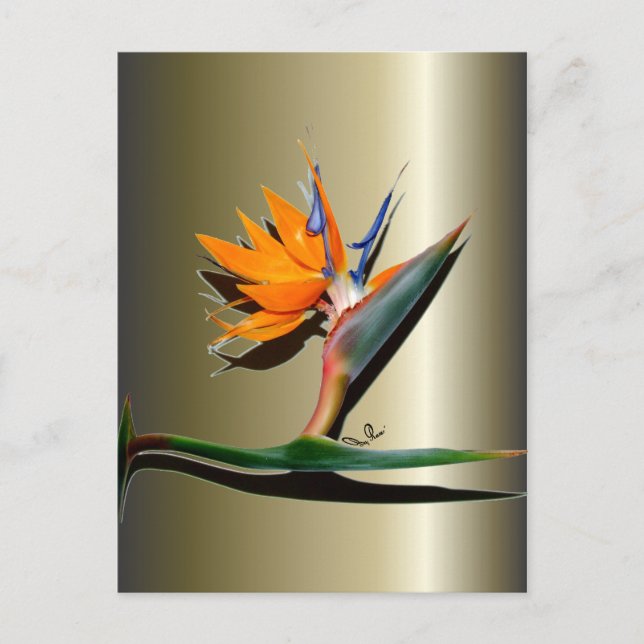 Bird of Paradise Flower Postcard (Front)