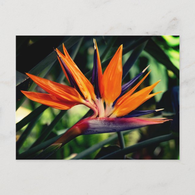 Bird of paradise flower.  postcard (Front)