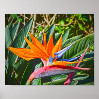 Bird of Paradise Flower Poster