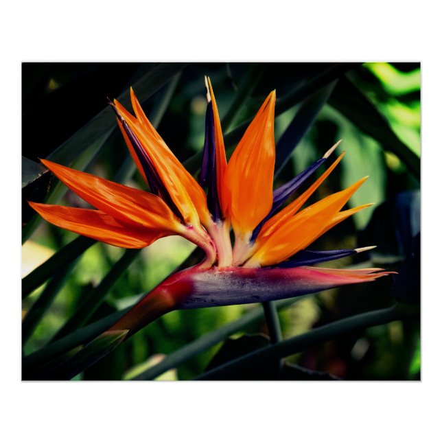 Bird of paradise flower.  poster (Front)