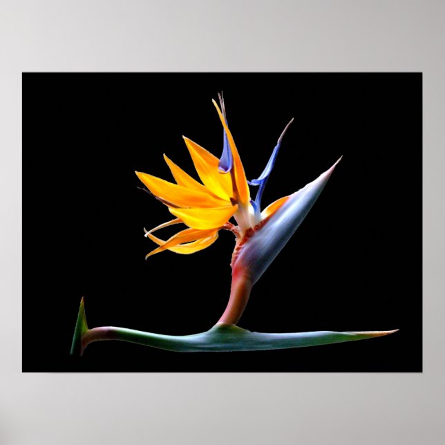 Bird of Paradise Flower Poster (Front)