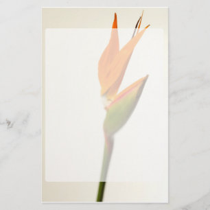 Bird Of Paradise Flower Stationery