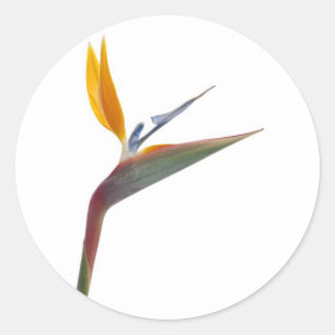 Bird of paradise flower (Strelitzia reginae) Classic Round Sticker