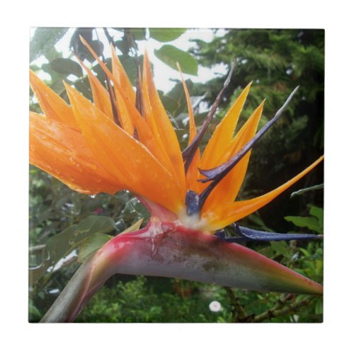 Bird of Paradise Flower Tile