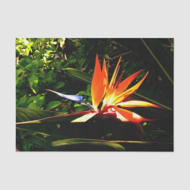 Bird of Paradise Flower Tissue Paper (Front)